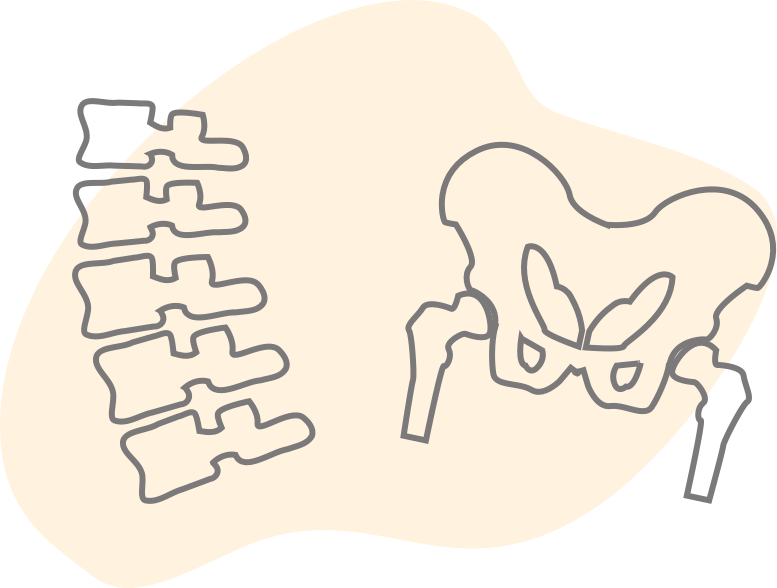 spine and hip bone illustration